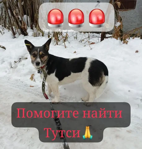 Пропала собачка Тутси в Октябрьском районе Новосибирска - Животные в Новосибирск