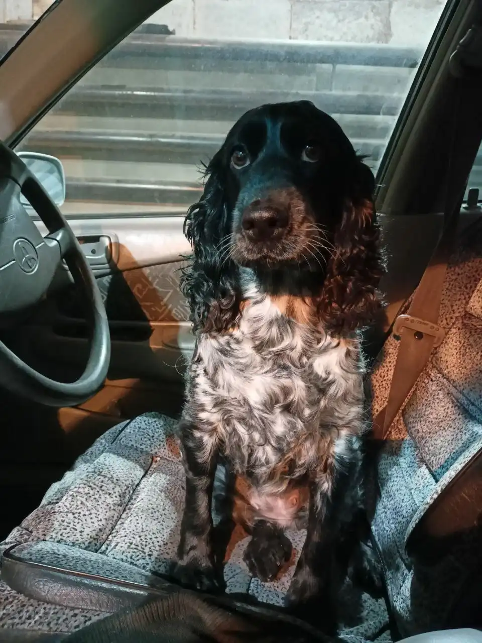 Пропала собака возле монетки 271/1 - Животные в Новосибирск