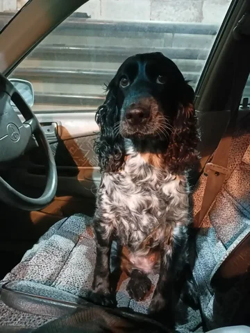 Пропала собака возле монетки 271/1 - Животные в Новосибирск