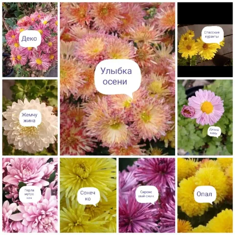 Укорененные черенки хризантемы корейской - Коллекционные предметы в Новосибирск