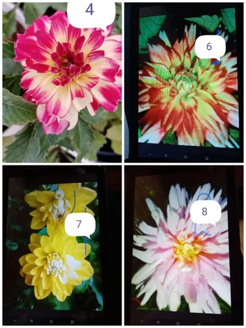 Продажа укорененных черенков георгинов-патио - Хобби и отдых в Новосибирск