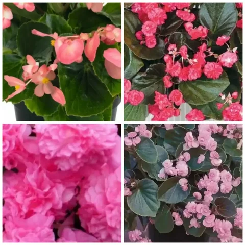 Продажа укорененных черенков бегонии вечноцветущей - Хобби и отдых в Новосибирск