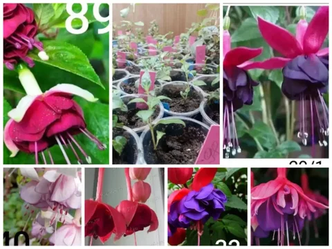 Укорененные черенки фуксии - частное объявление в Новосибирск