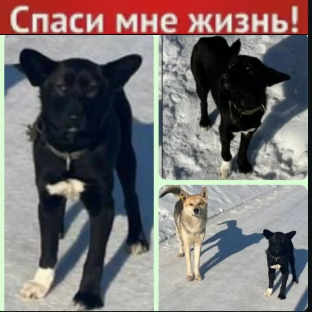 Черныш - щенок ищет хозяина - Собаки (Животные) в Коченево