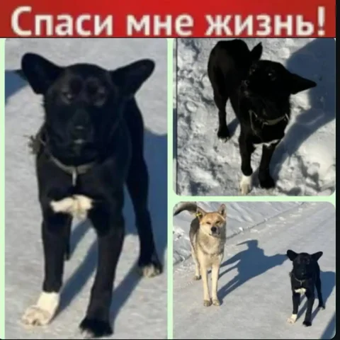 Черныш - щенок ищет хозяина - Потерянные/найденные животные в Коченево