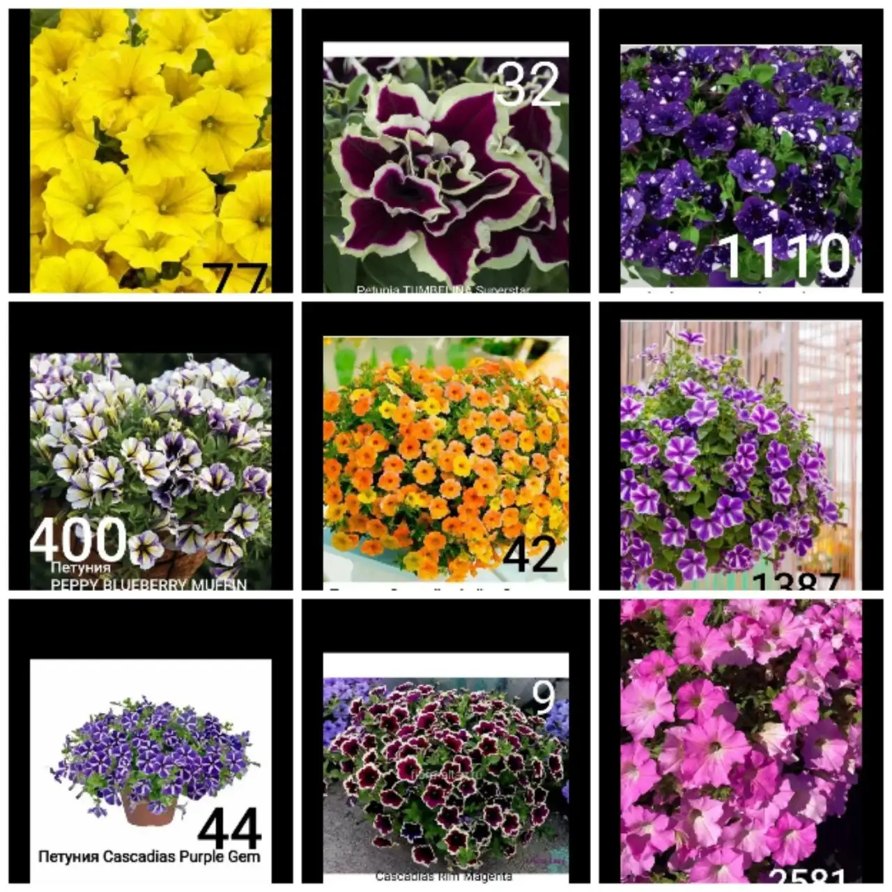 Продажа укорененных черенков вегетативной петунии - Растения (Хобби и отдых) в Новосибирск