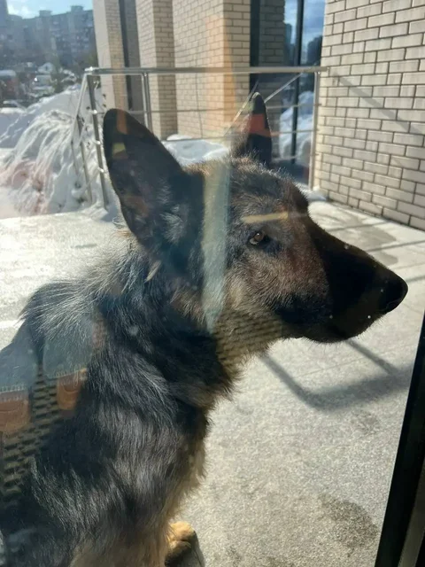 Потерянная собака нуждается в помощи - частное объявление в Новосибирск