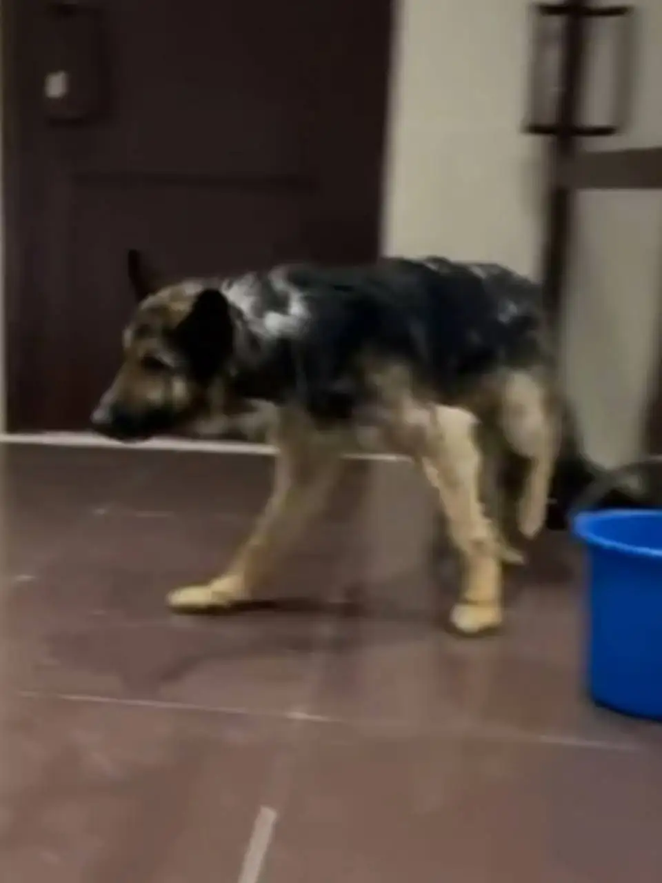 Потерянная собака нуждается в помощи - Потерянные/найденные животные (Животные) в Новосибирск