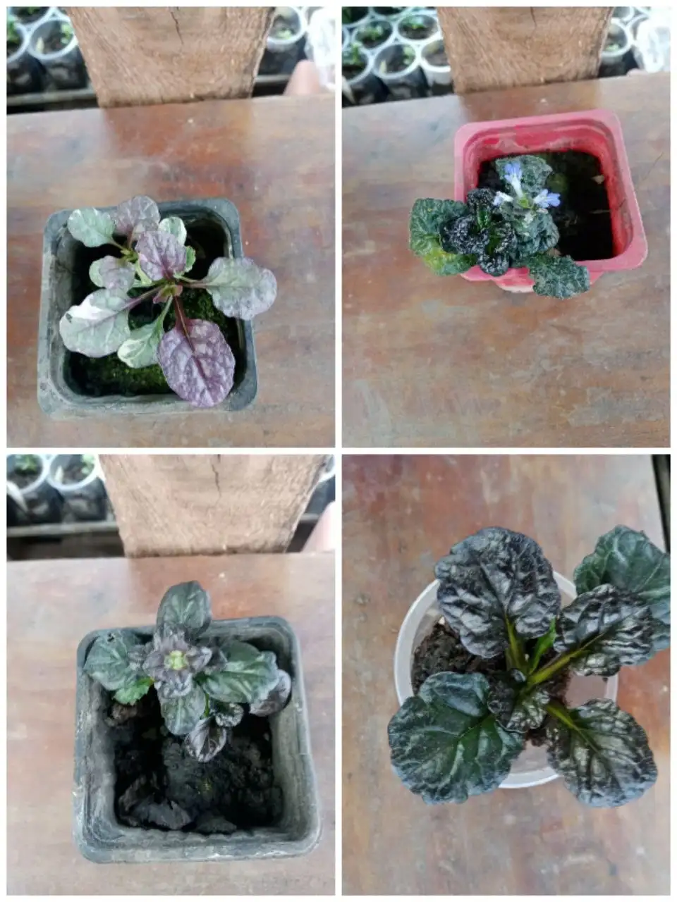 Продам растения "живучка" - Растения (Хобби и отдых) в Новосибирск