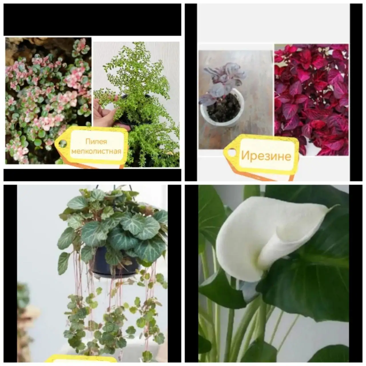 Продам комнатные цветочки - Комнатные растения (Хобби и отдых) в Новосибирск