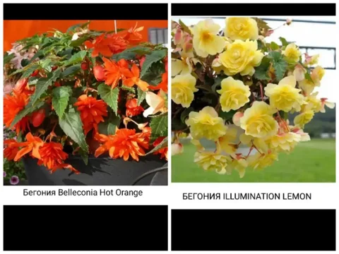 Укорененные черенки бегонии - частное объявление в Новосибирск