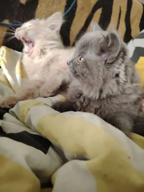 Отдам котят (серая девочка, бежевый мальчик) - частное объявление в Новосибирск