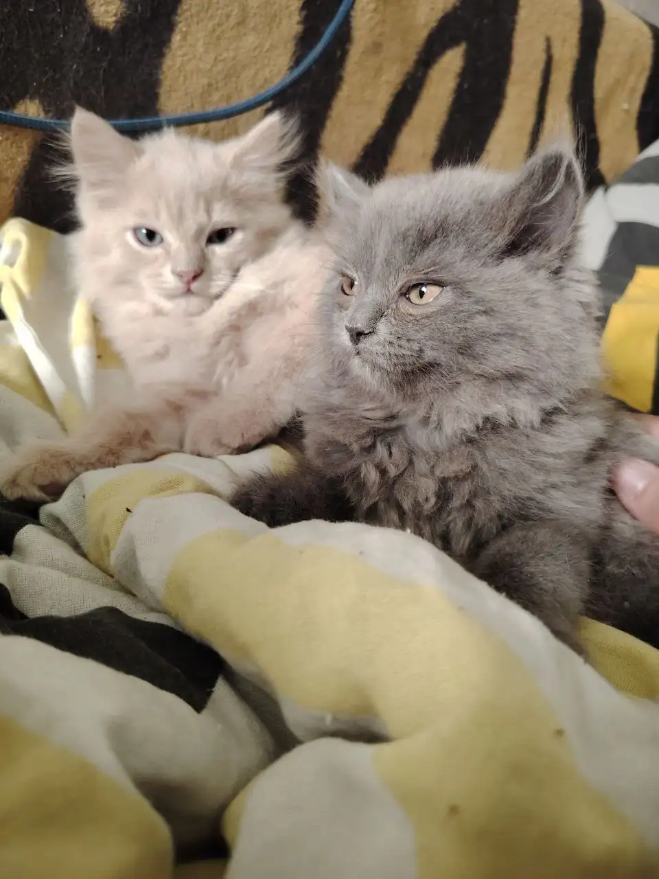 Отдам котят (серая девочка, бежевый мальчик) - Кошки (Животные) в Новосибирск