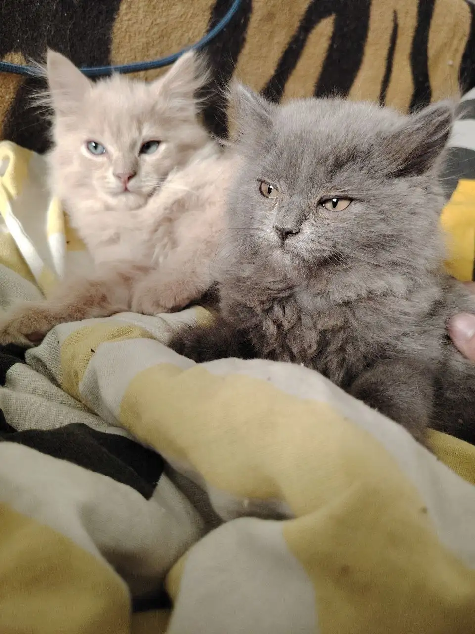 Отдам котят (серая девочка, бежевый мальчик) - Кошки (Животные) в Новосибирск