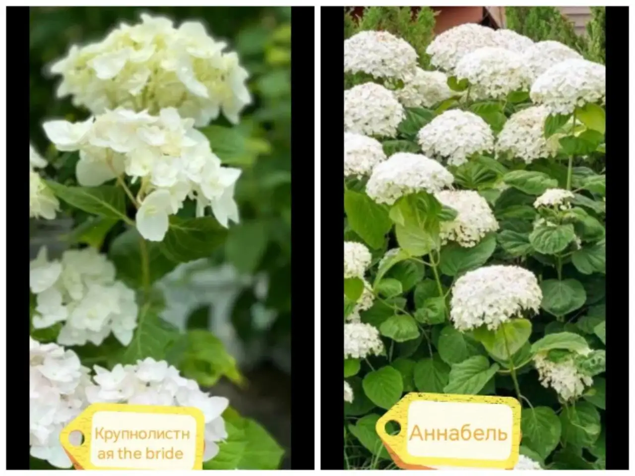 Продам укорененные черенки гортензии - Растения (Хобби и отдых) в Новосибирск