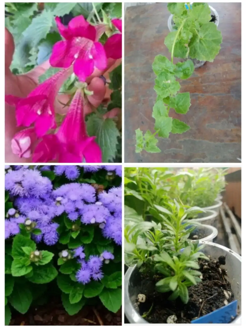 Продажа укорененных черенков лофоспермума и агератума - Растения (Хобби и отдых) в Новосибирск