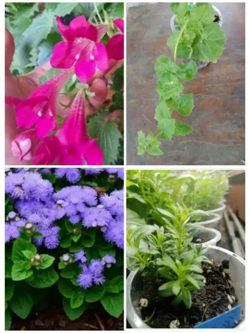 Продажа укорененных черенков лофоспермума и агератума - частное объявление в Новосибирск