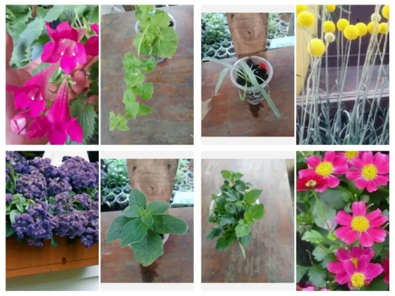 Продажа растений: лофоспермум, кроспедия, гелиотроп, биденс - Растения (Хобби и отдых) в Новосибирск