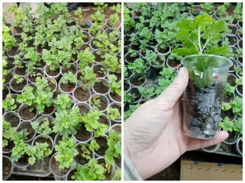 Продажа укорененных черенков хризантемы корейской - частное объявление в Новосибирск