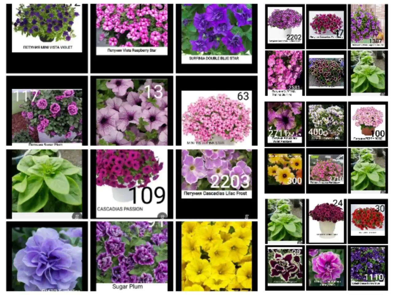 Продажа укорененных черенков петунии - Растения (Хобби и отдых) в Новосибирск