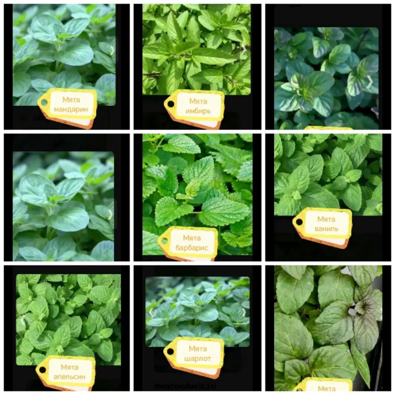 Продажа мяты как комнатного растения - Растения (Хобби и отдых) в Новосибирск