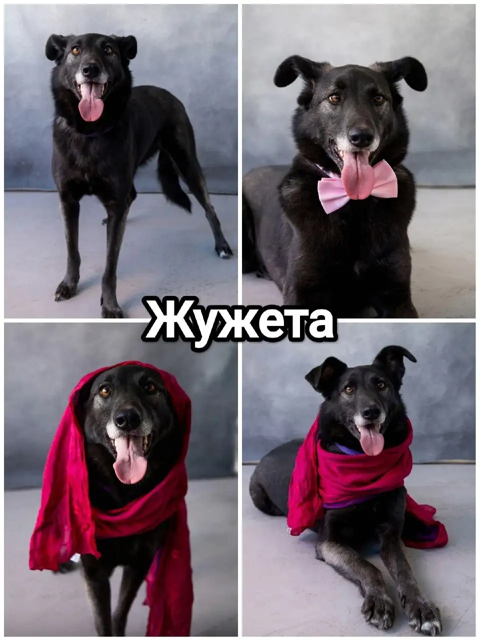 Собака Жужета (Жужа) для пристройства в Новосибирске - Собаки (Животные) в Новосибирск