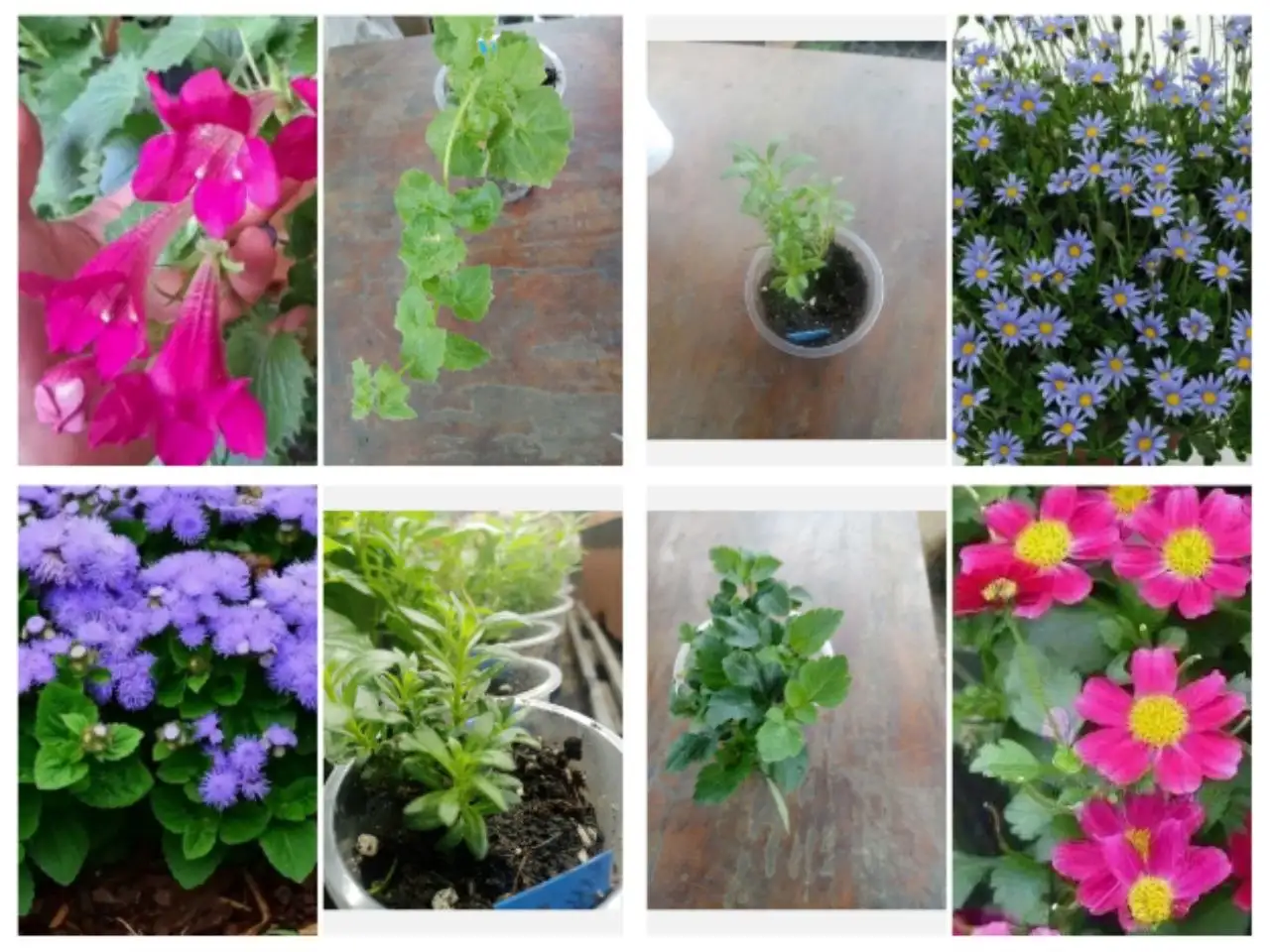 Продажа укорененных черенков растений - Растения (Хобби и отдых) в Новосибирск