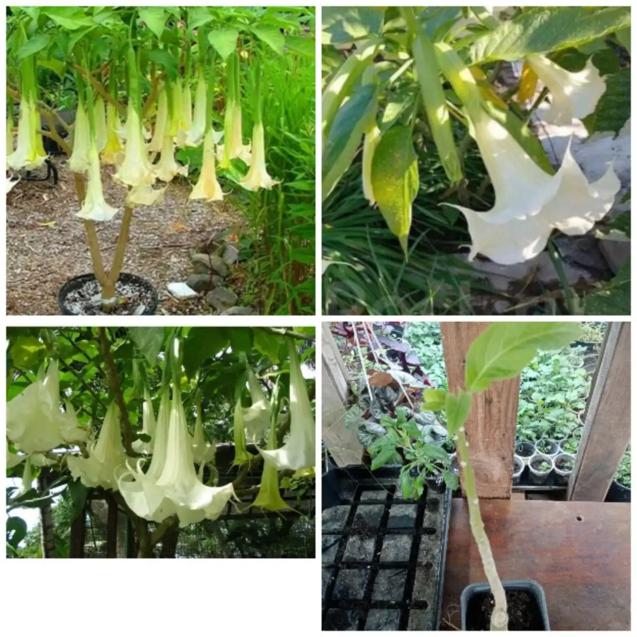 Продажа укорененных черенков бругмансии (трубы ангела) - Растения (Хобби и отдых) в Новосибирск