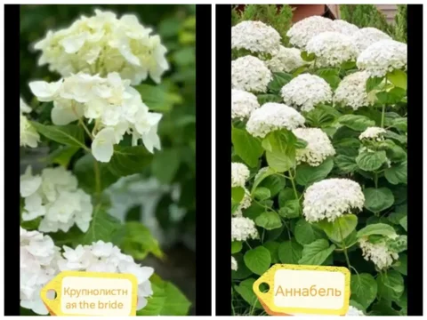 Укорененные черенки гортензии - Хобби и отдых в Новосибирск