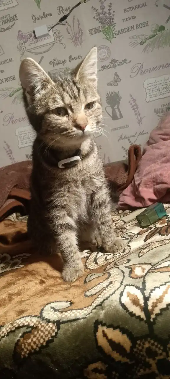 Отдам двух кошечек в добрые руки