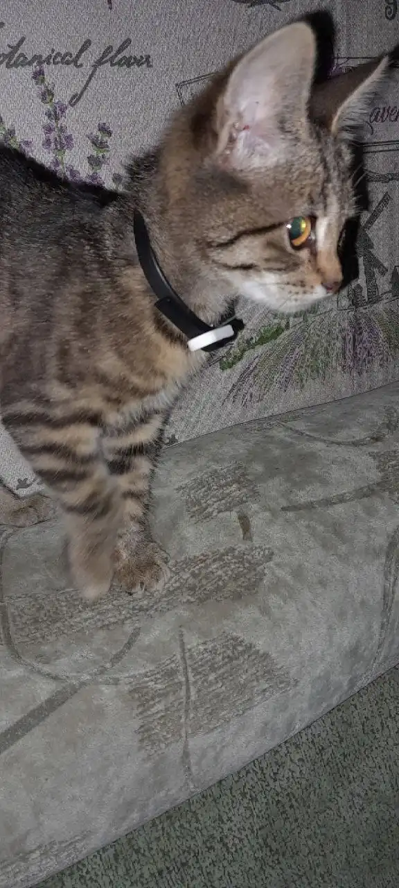 Отдам двух кошечек в добрые руки