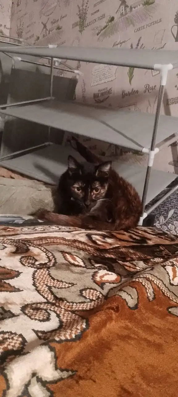 Отдам двух кошечек в добрые руки