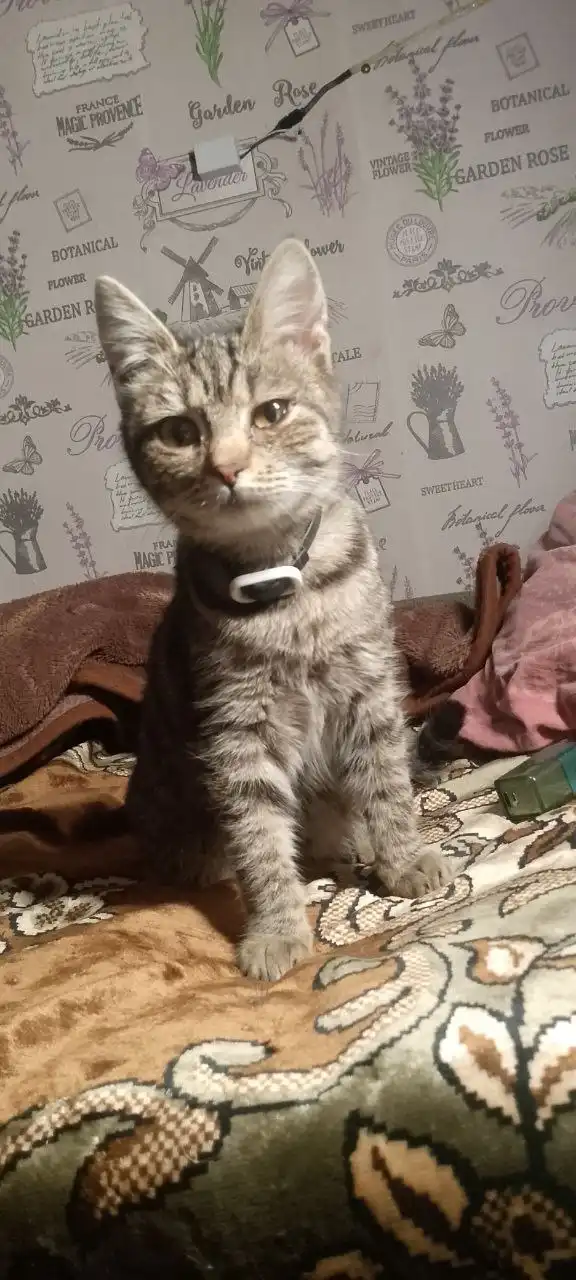 Отдам двух кошечек в добрые руки