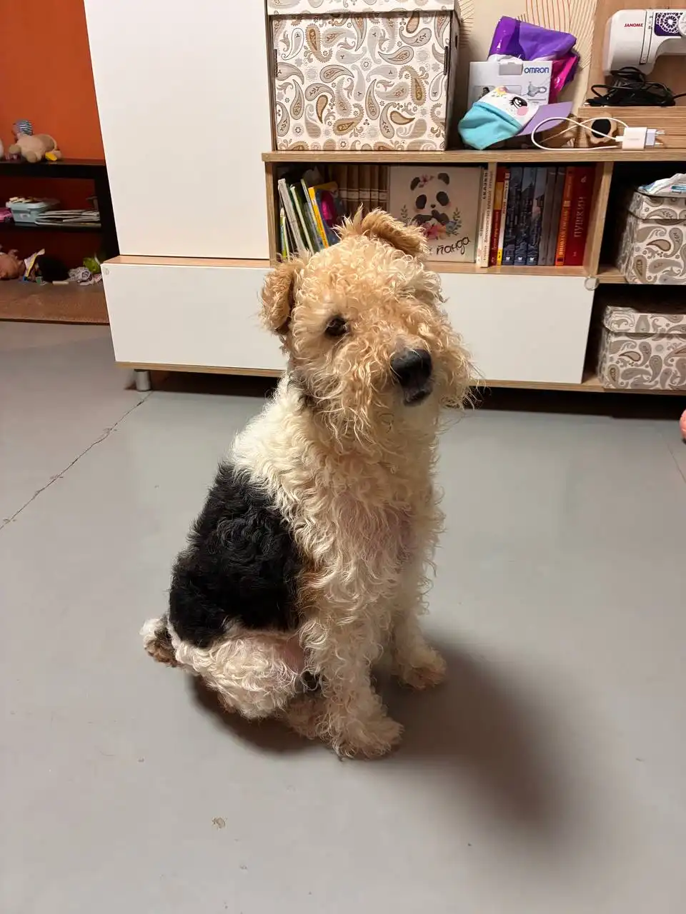 Породистый фокстерьер 5 лет в добрые руки