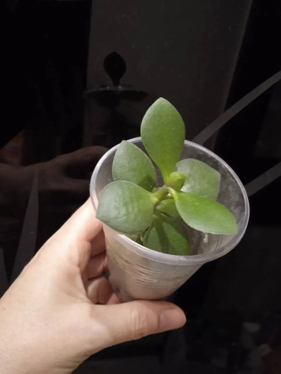 Толстянка денежное дерево