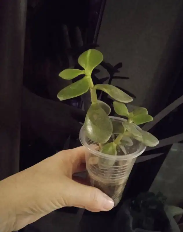 Толстянка денежное дерево