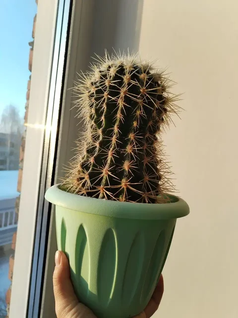 Продажа кактусов и крассулы коралл (хоббит) - Игровые аксессуары в Кемерово