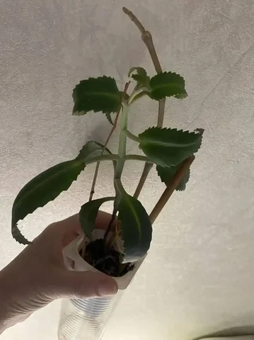 Каланхоэ лечебный Чихайка - Игровые аксессуары в Кемерово