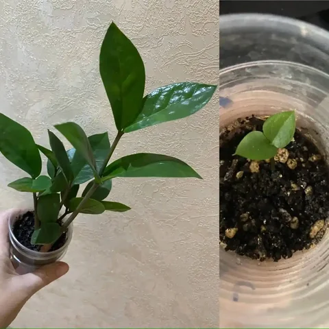 Замиокулькас Долларовое дерево в Кемерово - Подарки в Кемерово