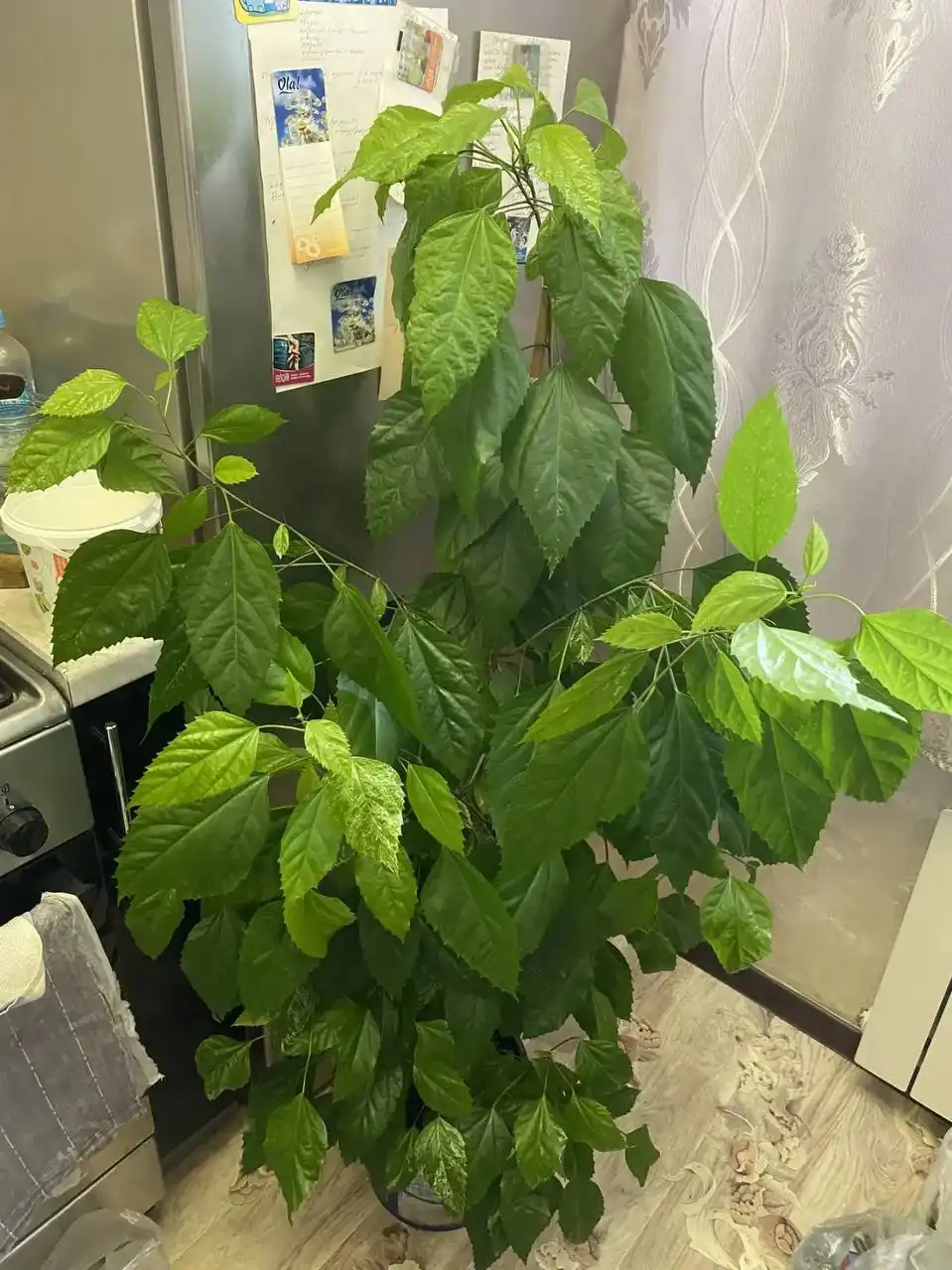 Гибискус Купера черенок и растение - Растения (Хобби и отдых) в Кемерово