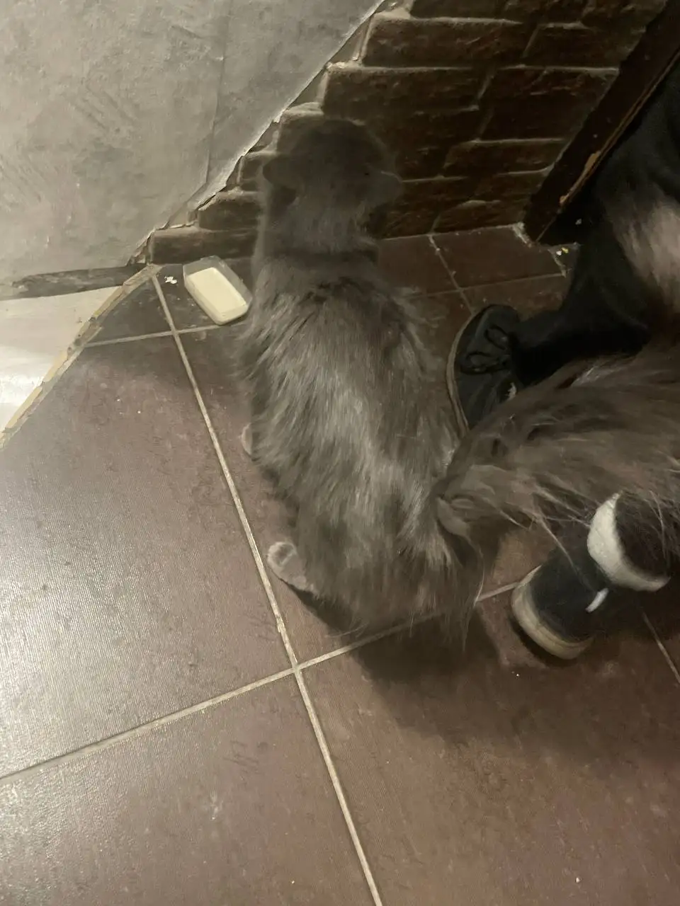 Потерянная кошка в районе Московского 25 - Поиск животных (Барахолка) в Кемерово