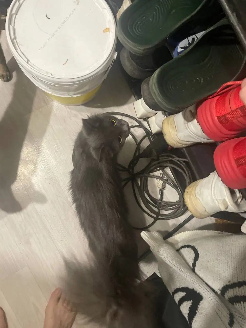 Потерянная кошка в районе Московского 25 - Поиск животных (Барахолка) в Кемерово