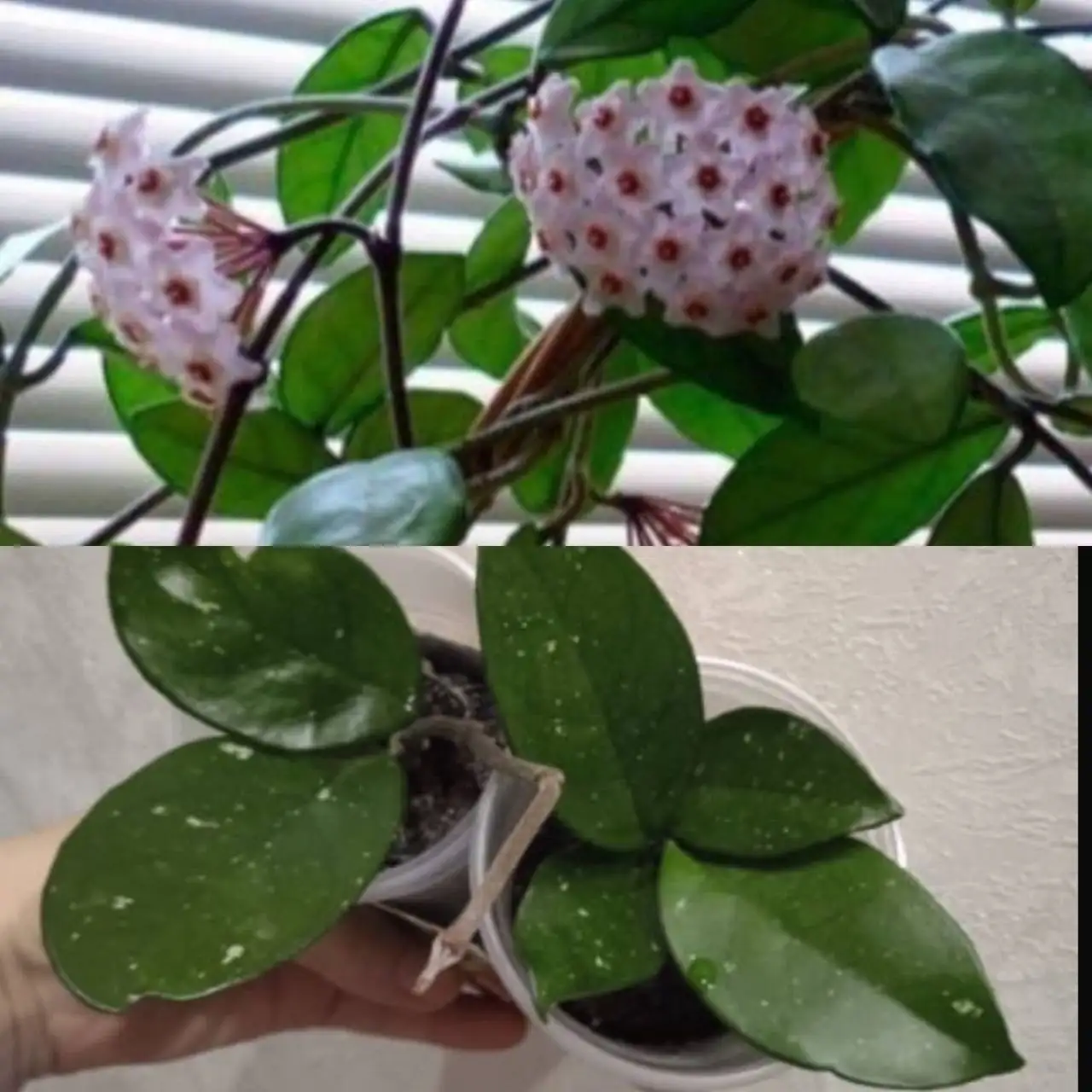 Хойя саженцы - Растения (Хобби и отдых) в Кемерово