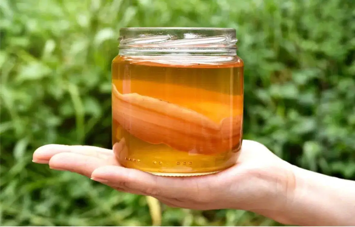 Продам чайный гриб - Хобби и отдых в Кемерово