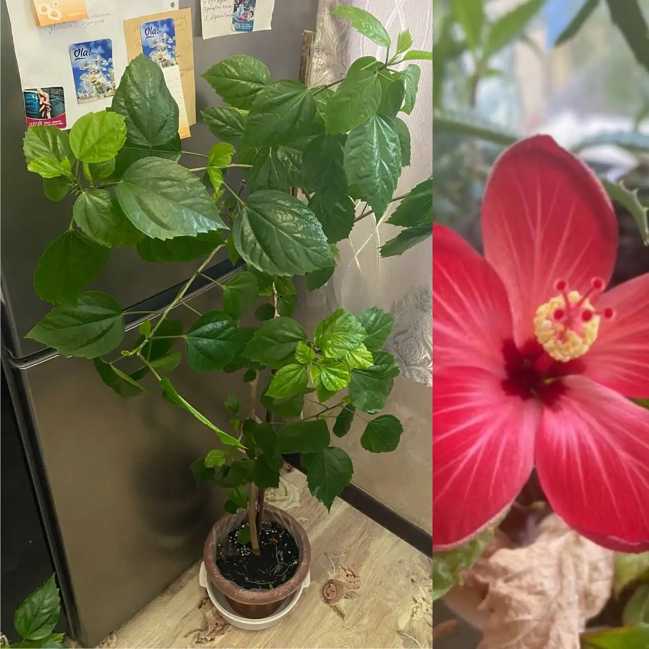 Гибискус комнатный 1,3 метра - Комнатные растения (Хобби и отдых) в Кемерово