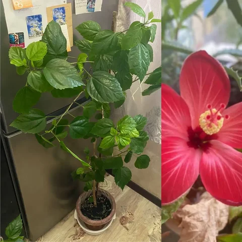 Гибискус комнатный 1,3 метра - частное объявление в Кемерово