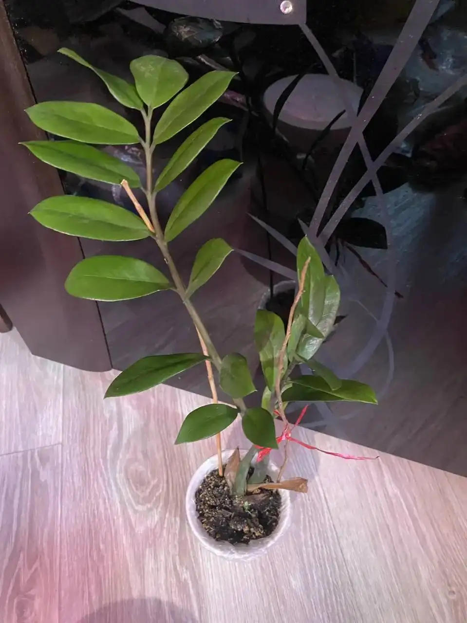 Замиокулькас долларовое дерево в горшке - Растения (Барахолка) в Кемерово