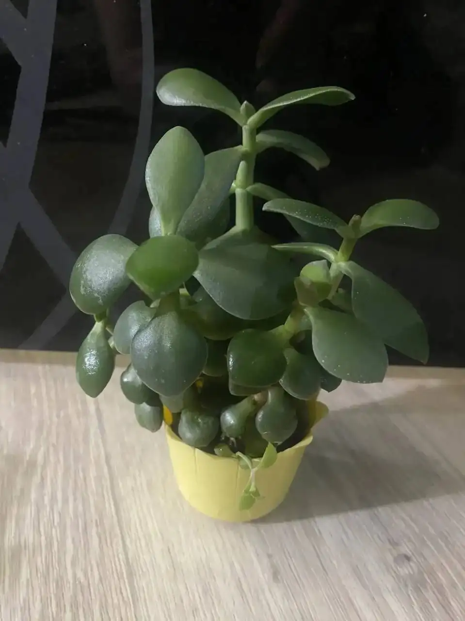 Денежное дерево в маленьком горшочке - Растения (Барахолка) в Кемерово