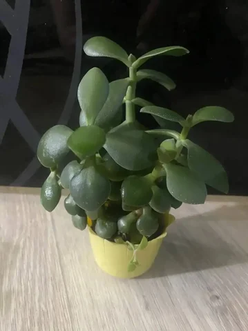 Денежное дерево в маленьком горшочке - частное объявление в Кемерово