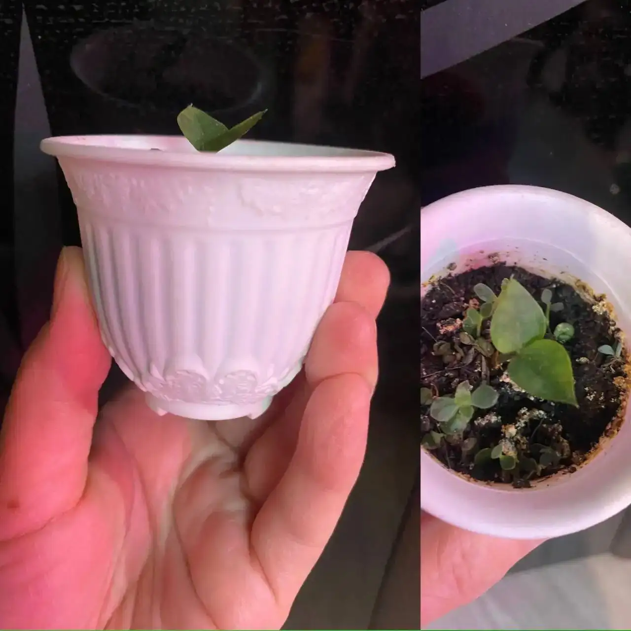 Замиокулькас долларовое дерево в горшочке - Растения (Барахолка) в Кемерово